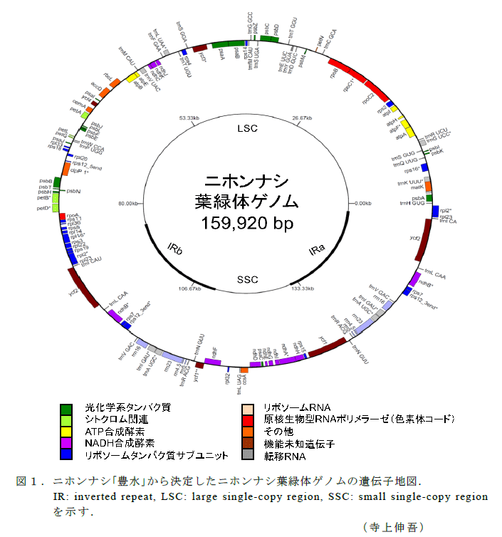 図1