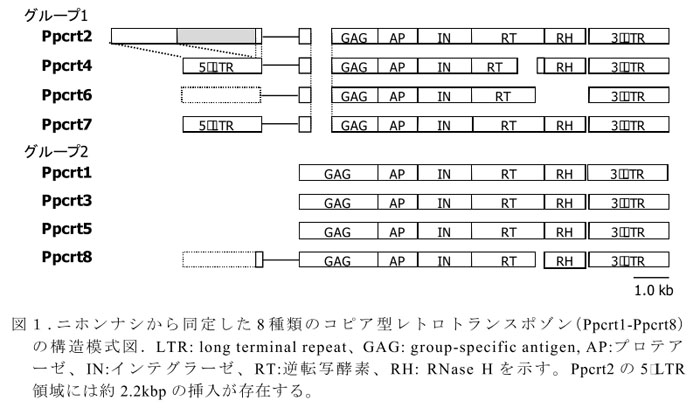 図1.ニホンナシから同定した8種類のコピア型レトロトランスポゾン(Ppcrt1-Ppcrt8)の構造模式図.LTR: long terminal repeat、GAG: group-specific antigen, AP:プロテアーゼ、IN:インテグラーゼ、RT:逆転写酵素、RH: RNase Hを示す。Ppcrt2の5’LTR領域には約2.2kbpの挿入が存在する。