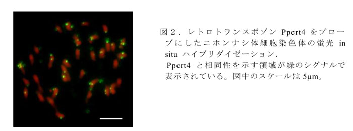 図2.レトロトランスポゾンPpcrt4をプローブにしたニホンナシ体細胞染色体の蛍光 in situ ハイブリダイゼーション.Ppcrt4と相同性を示す領域が緑のシグナルで表示されている。図中のスケールは5µm。