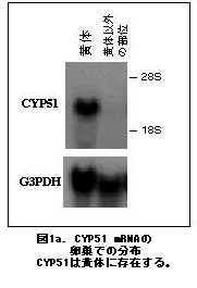 図1a CYP51 mRNaの卵巣での分布