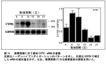 図1b 発情周期に伴う黄体CYP51 mRNAの変動