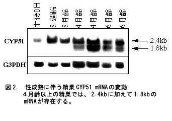 図2 性成熟に伴う精巣CYP51 mRNAの変動