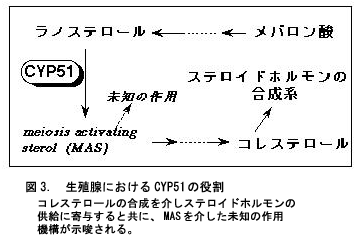 図3 生殖腺におけるCYP51の役割