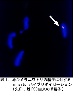 図1 雄キメラニワトリの精子に対する in situ ハイブリダイゼーション