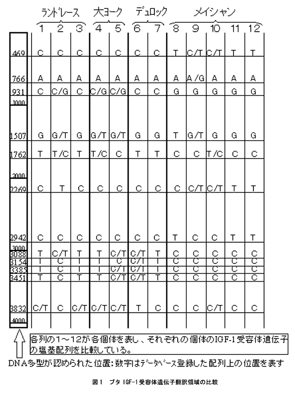 図1 ブタIGF-1受容体遺伝子翻訳領域の比較