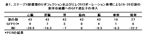 表1 ステージX胚盤葉のリポフェクションおよびエレクトロポーレーション処理による16-20日胚の胚体各組織へのGFP遺伝子の導入