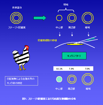 図1 ステージX胚盤葉における始原生殖細胞の分布