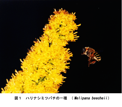 図1 ハリナシミツバチの一種