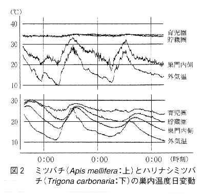 図2 ミツバチとハリナシミツバチの巣内温度日変動