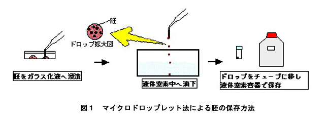 図1 マイクロドロップレット法による胚の保存方法