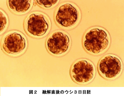 図2 融解直後のウシ3日目胚