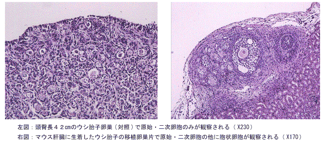 図 左図:ウシ胎子卵巣で原始・二次卵胞のみが観察される 右図:マウス肝臓に正着下ウシ胎子の移植卵巣片で原始・二次卵胞の他に胞状卵胞が観察される