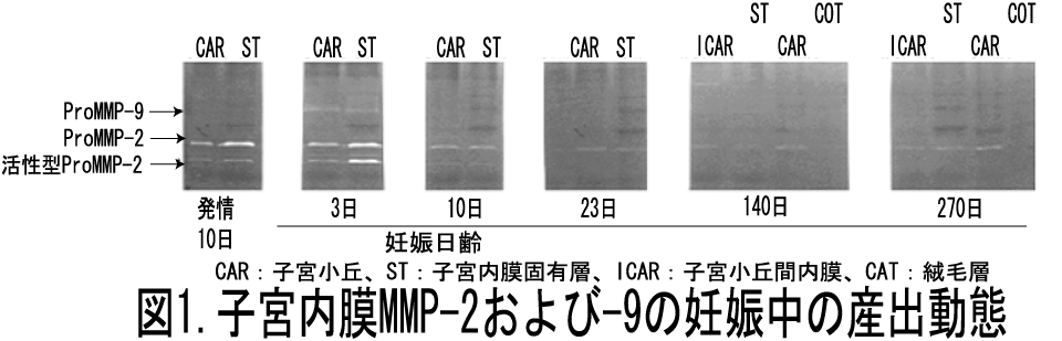 図1 子宮内膜MMP-2および-9の妊娠中の産出動態