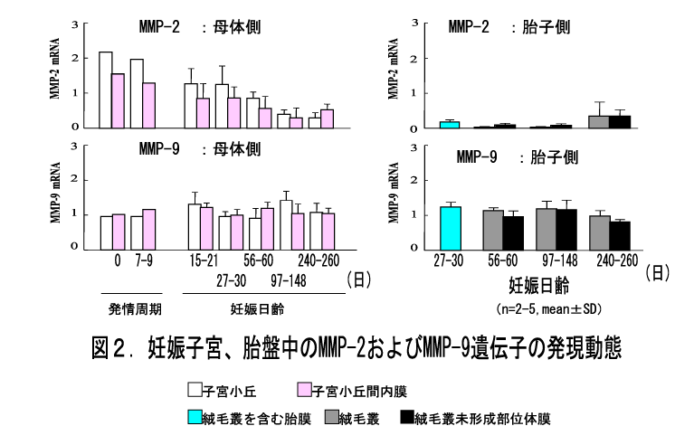 図2 妊娠子宮、胎盤中のMMP-2および-9遺伝子の発現動態