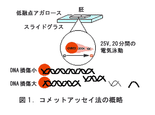 図1 コメットアッセイ法の概略