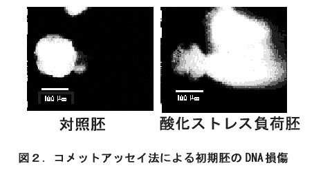 図2 コメットアッセイ法による初期胚のDNA損傷