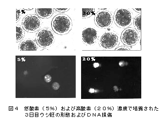 図4 低酸素(5%)および高酸素(20%)濃度で培養された3日目ウ胚の形態およびDNA損傷