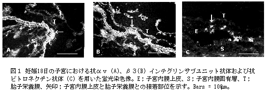 図1 妊娠18日の子宮における抗αv(A)、β3(B)インテグリンサブユニット抗体および抗ビトロネクチン抗体(C)を用いた蛍光染色像