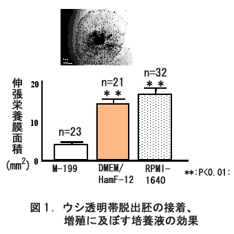 図1 ウシ透明帯脱出胚の接着、増殖に及ぼす培養液の効果