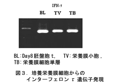 図3 培養栄養膜細胞からのインターフェロンτ遺伝子発現