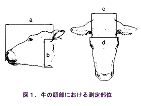 図1 牛の頭部における測定部位