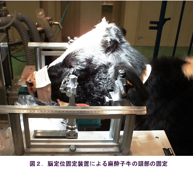 図2 脳定位置固定装置による麻酔子牛の頭部の固定