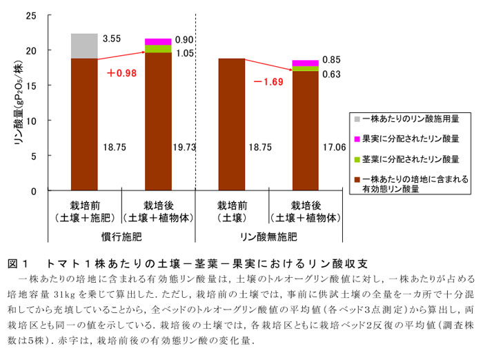 図1 トマト1株あたりの土壌-茎葉-果実におけるリン酸収支