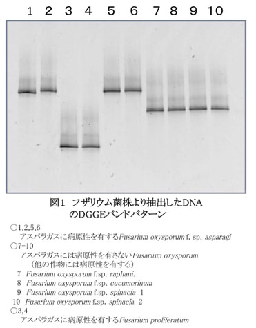 図1 フザリウム菌株より抽出したDNAのDGGEバンドパターン