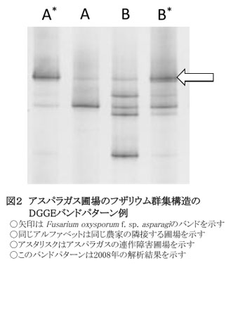 図2 アスパラガス圃場のフザリウム群集構造のDGGEバンドパターン例