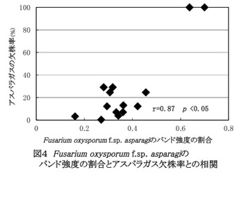 図4 Fusarium. oxysporum f.sp. asparagiのバンド強度の割合とアスパラガス欠株率との相関