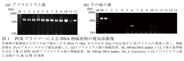 図1  PCRプライマーによるDNA増幅産物の電気泳動像