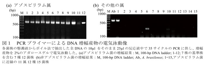 図1 PCRプライマーによるDNA増幅産物の電気泳動像