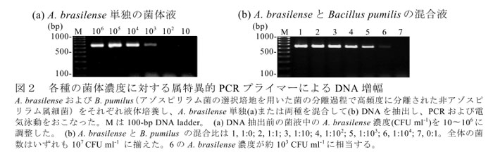 図2 各種の菌体濃度に対する属特異的PCRプライマーによるDNA増幅