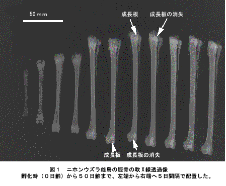 図1 ニホンウズラ雌鳥の脛骨の軟X線透過像