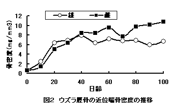 図2 ウズラ脛骨の近位端骨密度の推移