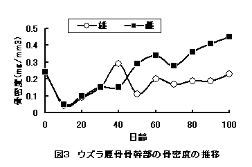 図3 ウズラ脛骨骨幹部の骨密度の推移
