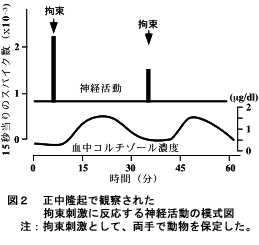 図2.正中隆起で観察された拘束刺激に反応する神経活動の模式図