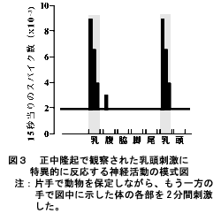 図3.正中隆起で観察された乳頭刺激に特異的に反応する神経活動の模式図