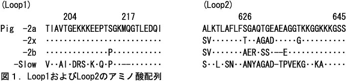 図1 Loop1およびLoop2のアミノ酸配列