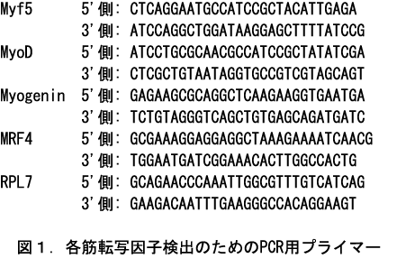 図1 各筋転写因子検出のためのPCR用プライマー