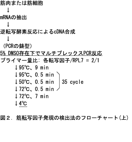 図2 筋転写因子発現の検出法のフローチャート