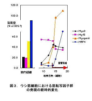 図3 ウシ筋細胞における筋転写因子群の発現の経時的変化