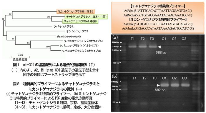 図1 mt-COIの塩基配列による遺伝的類縁関係