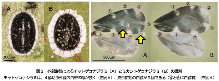 図3 外部形態によるチャトゲコナジラミ(A)とミカントゲコナジラミ(B)の識別