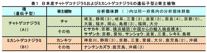 表1 日本産チャトゲコナジラミおよびミカントゲコナジラミの遺伝子型と寄主植物