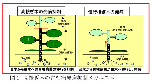 図1 高接ぎ木の青枯病発病抑制メカニズム