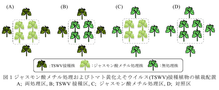 図1 ジャスモン酸メチル処理およびトマト黄化えそウイルス(TSWV)接種植物の植栽配置