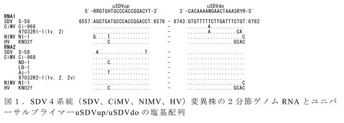 図1.SDV4系統(SDV、CiMV、NIMV、HV)変異株の2分節ゲノムRNAとユニバーサルプライマーuSDVup/uSDVdoの塩基配列