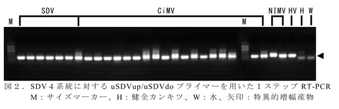図2.SDV4系統に対するuSDVup/uSDVdoプライマーを用いた1ステップRT-PCR