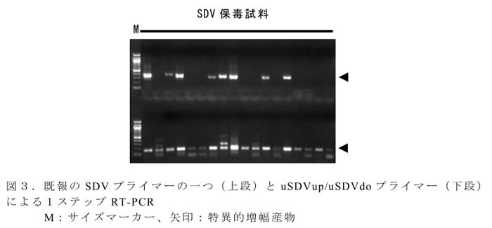 図3.既報のSDVプライマーの一つ(上段)とuSDVup/uSDVdoプライマー(下段)による1ステップRT-PCR